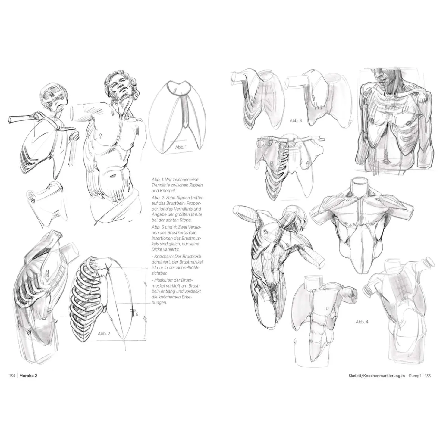 Morpho 2 - Mehr Anatomie für Künstler