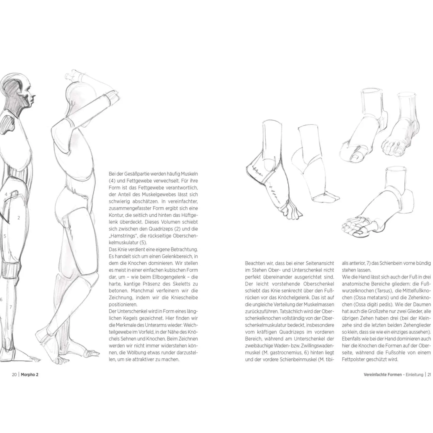Morpho 2 - Mehr Anatomie für Künstler